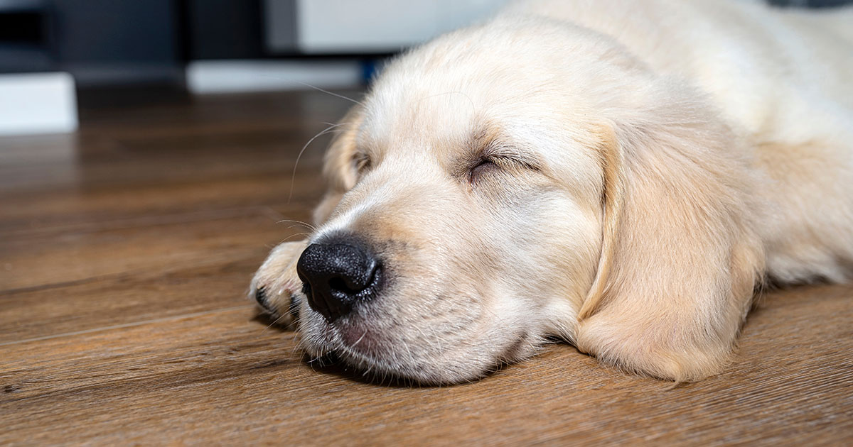 Vinyl vs laminate flooring for homes with pets