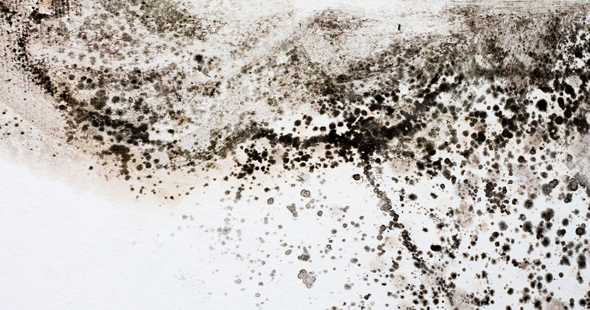 What is the difference between mold removal and mold remediation?