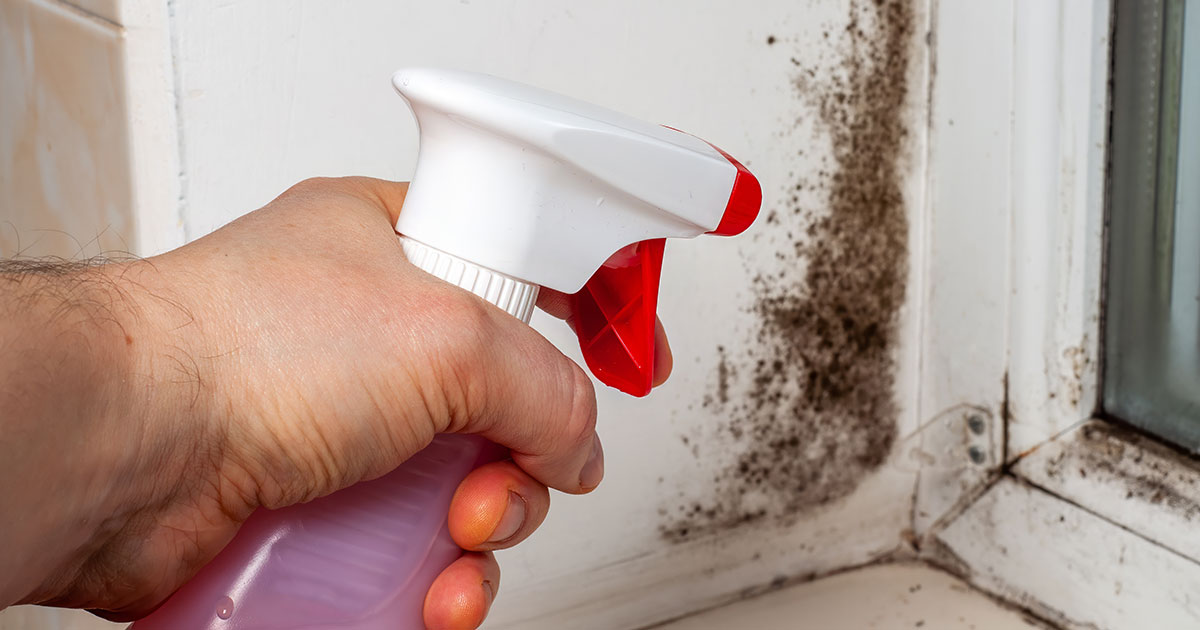 Can you treat mold yourself?
