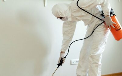 Common Pests in Texas Commercial Buildings (and How to Prevent Them)