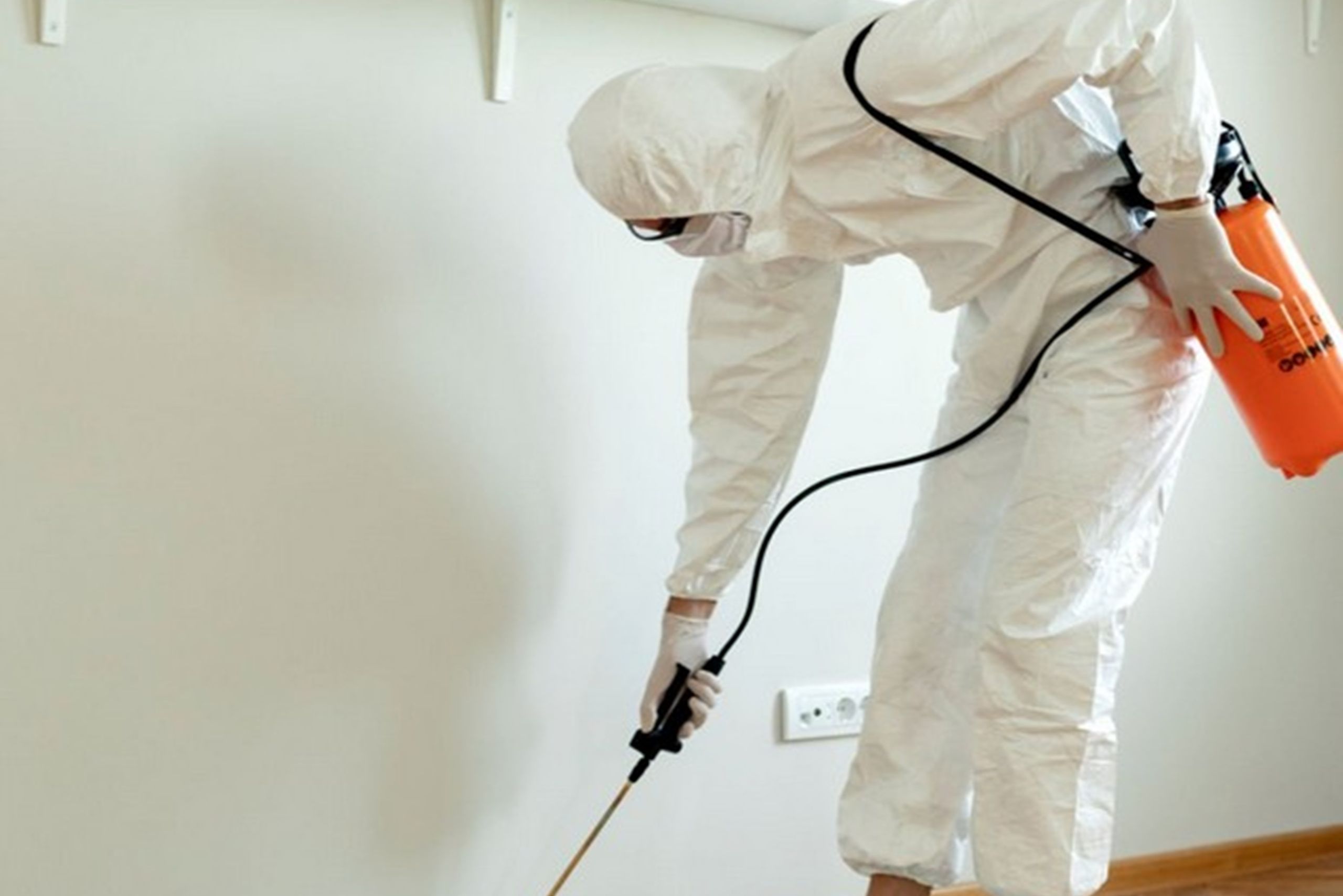 Common Pests in Texas Commercial Buildings (and How to Prevent Them)